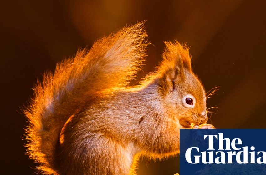  ‘On a knife edge’: can England’s red squirrel population be saved? | Wildlife
