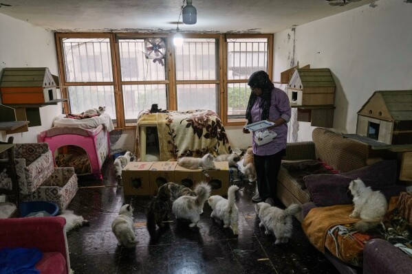 Diana Abadi, known locally as "the mother of cats," feeds felines waiting for adoption at her small pet food and plant shop in Hadath, in Beirut's southern suburbs known as Dahiyeh, in Lebanon, Saturday, Feb. 7, 2026. (AP Photo/Bilal Hussein)