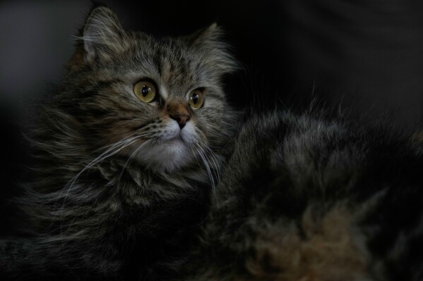 One of many cats sits inside the shelter run by Diana Abadi, known locally as "the mother of cats," while waiting for adoption at her small pet food and plant shop in Hadath, in Beirut's southern suburbs known as Dahiyeh, in Lebanon, Saturday, Feb. 7, 2026. (AP Photo/Bilal Hussein)