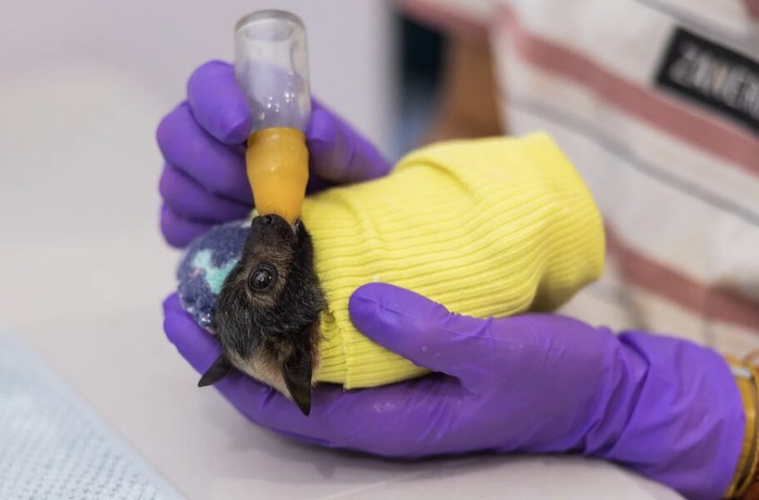  One-Of-A-Kind Hospital Saves Hundreds Of Lives A Year Caring for Most Adorable Babies