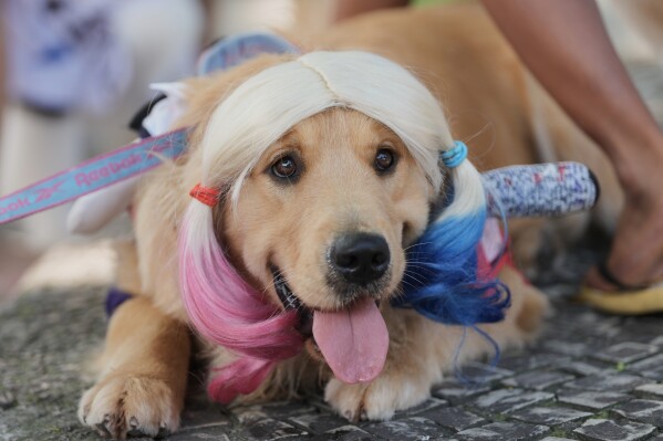 A dog dons a wig during the "Blocao" Carnival dog parade in Rio de Janeiro, Saturday, Feb. 14, 2026. (AP Photo/Silvia Izquierdo)