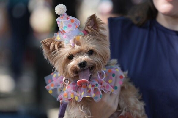 A dog wears a costume during the "Blocao" Carnival dog parade in Rio de Janeiro, Saturday, Feb. 14, 2026. (AP Photo/Silvia Izquierdo)