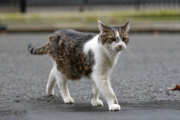 Larry the cat, Chief Mouser to the Cabinet Office, crosses Downing Street in London, Tuesday, Feb. 10, 2026. (AP Photo/Alastair Grant, File)
