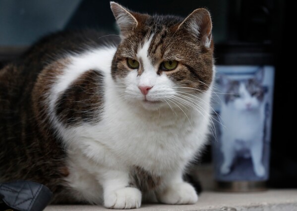 Larry the cat, Chief Mouser to the Cabinet Office sits among journalists outside 10 Downing Street, seen with a photographer's cup featuring a portrait of Larry, in London, Wednesday, Dec. 9, 2020. (AP Photo/Frank Augstein, File)