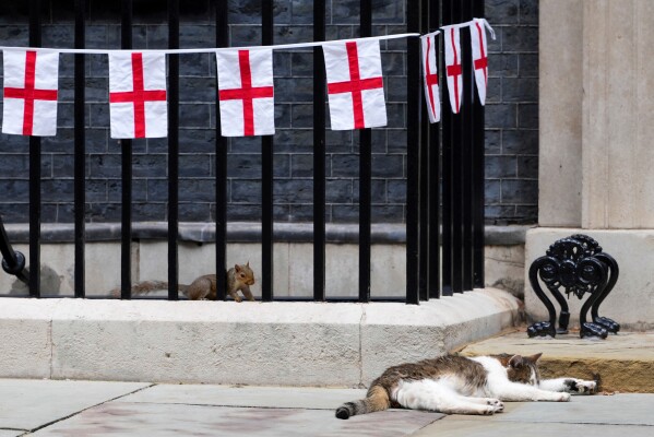 A squirrel spies on Larry, the cat, Chief Mouser to the Cabinet Office, outside the door at 10 Downing Street decorated for a special reception for England's soccer players to celebrate their victory in the Women's Euro 2025 final, in London, Monday, July 28, 2025.(AP Photo/Kirsty Wigglesworth, File)