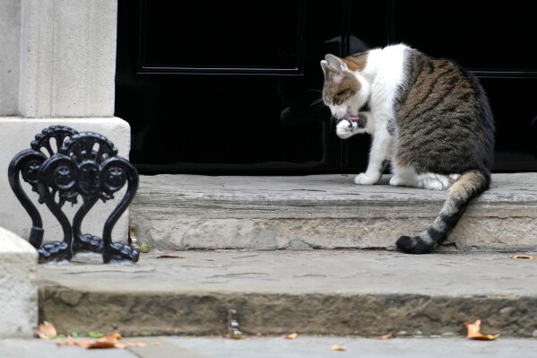 Larry the cat, Chief Mouser to the Cabinet Office licks his paw on the doorstep of 10 Downing Street in London, Friday, Oct. 14, 2022. (AP Photo/Kirsty Wigglesworth, File)