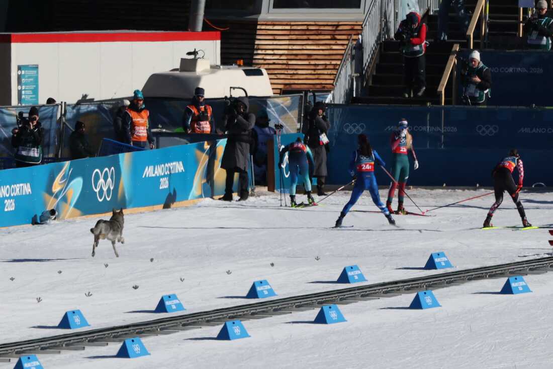 A dog races across the snow toward athletes on skis in front of a barrier that has the Olympic rings on it. 