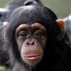 A baby chimpanzee sits with mother at Dublin Zoo on Sept. 21, 2005.