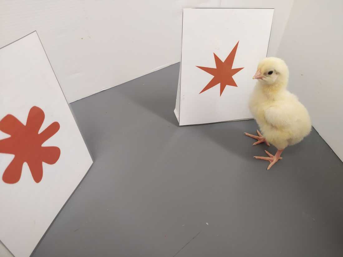 For this experiment, baby chicks were presented with two different shapes — one spiky, and one rounded.