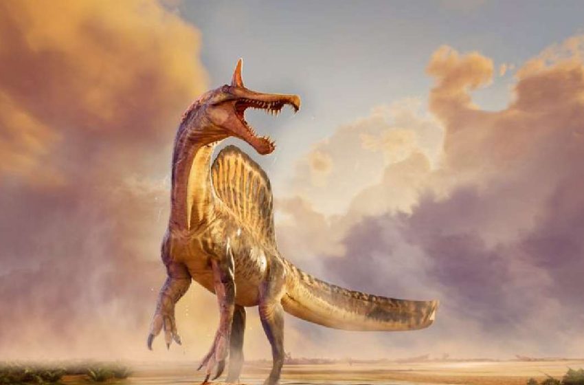  Fossils of a new species of huge dinosaur Spinosaurus unearthed in Niger