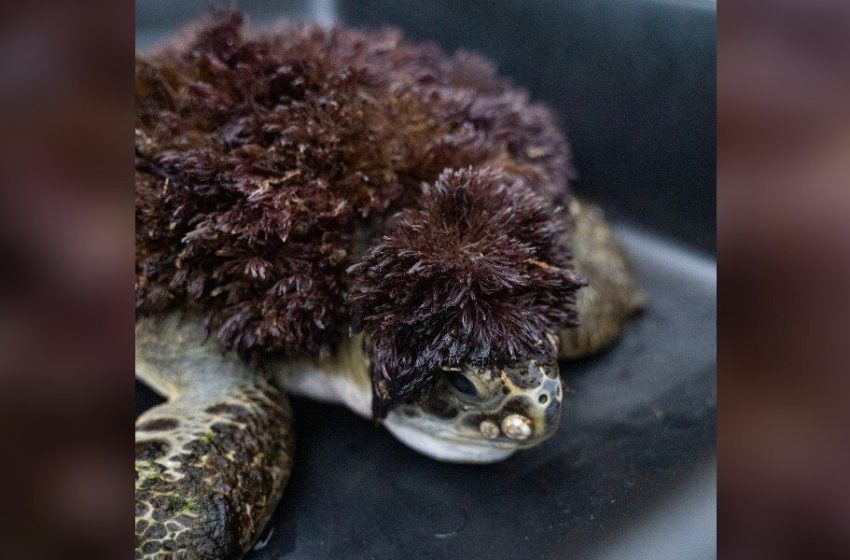  Injured Sea Turtle Stuns Rescue Staff When He Arrives Covered In Red ‘Hair’