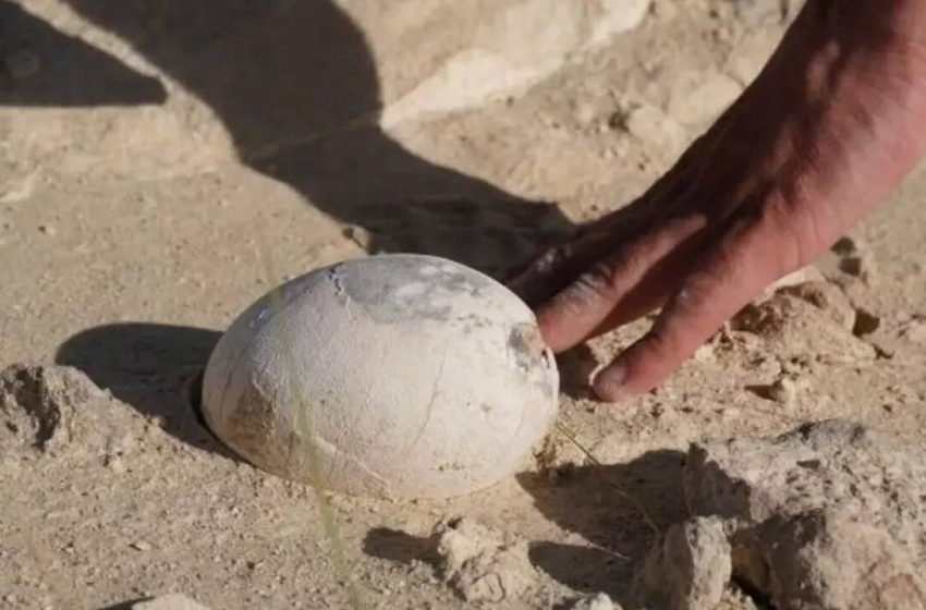  70-million-year-old dinosaur egg found in South America might hold a baby and reveal how dinosaurs raised their young |