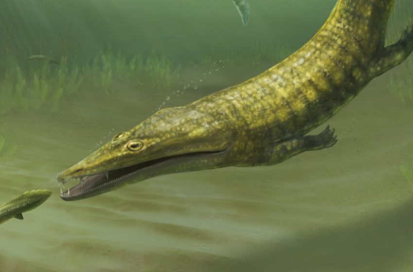  250 million-year-old amphibian fossils from Australia reveal global spread of ‘sea-salamanders’