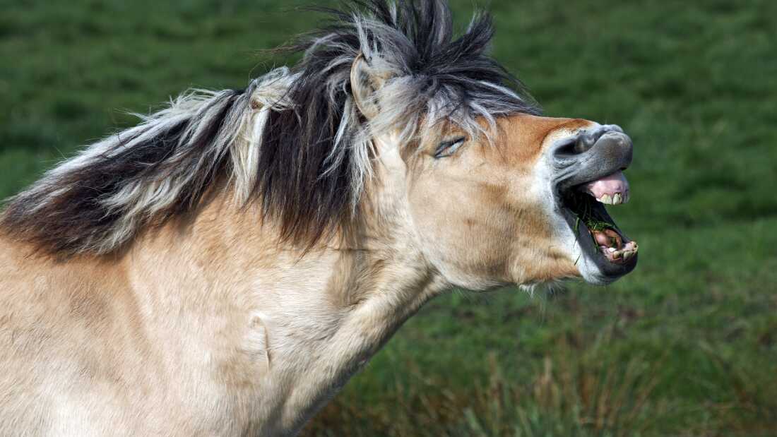 Horses, like the Norwegian Fjord variety apparently yawning in this image, generate both a high frequency and a low frequency when they whinny.