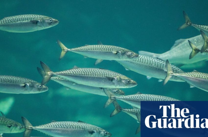  Chronic ocean heating fuels ‘staggering’ loss of marine life, study finds | Marine life