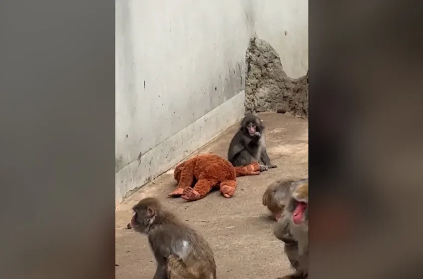  Punch fans are lining up to see the monkey at zoo in Japan