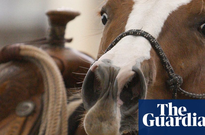 Study reveals whistling secret of horses’ whinny | Animals