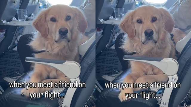  Video Captures a Golden Retriever Meeting a Friend Mid-Flight