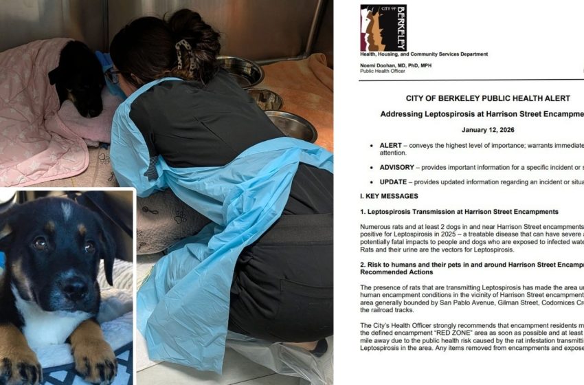  Bubba’s Story: Health officials warn of leptospirosis, a highly contagious deadly bacterial disease affecting dogs and people