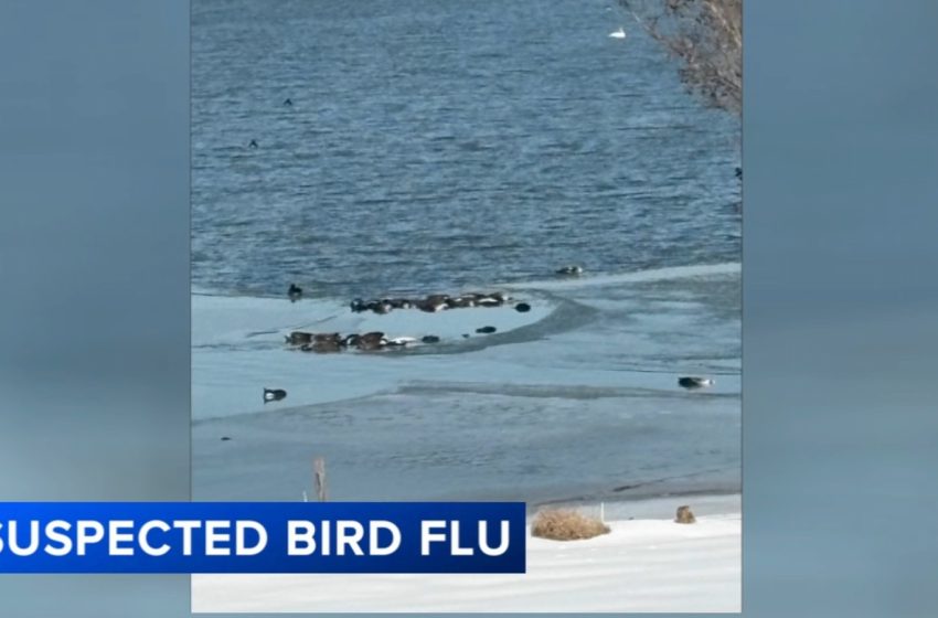  NJ investigating bird flu outbreak after dozens of geese found dead in Gloucester County