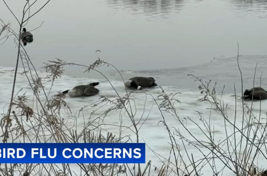  Bird flu concerns: Traumatized Hainesport Twp. residents forced to dispose dead birds amid suspected outbreak
