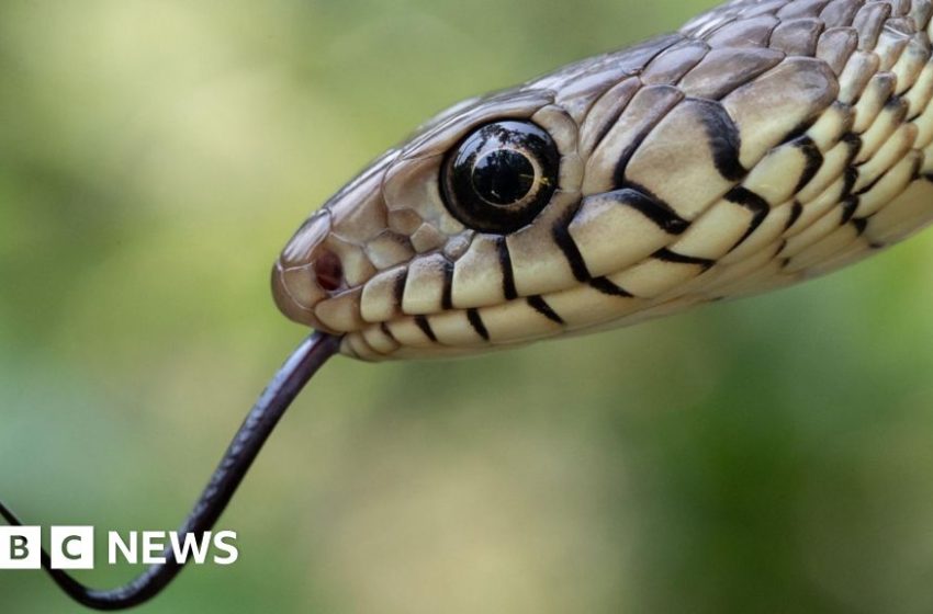  India's snakebite crisis is killing tens of thousands every year – BBC