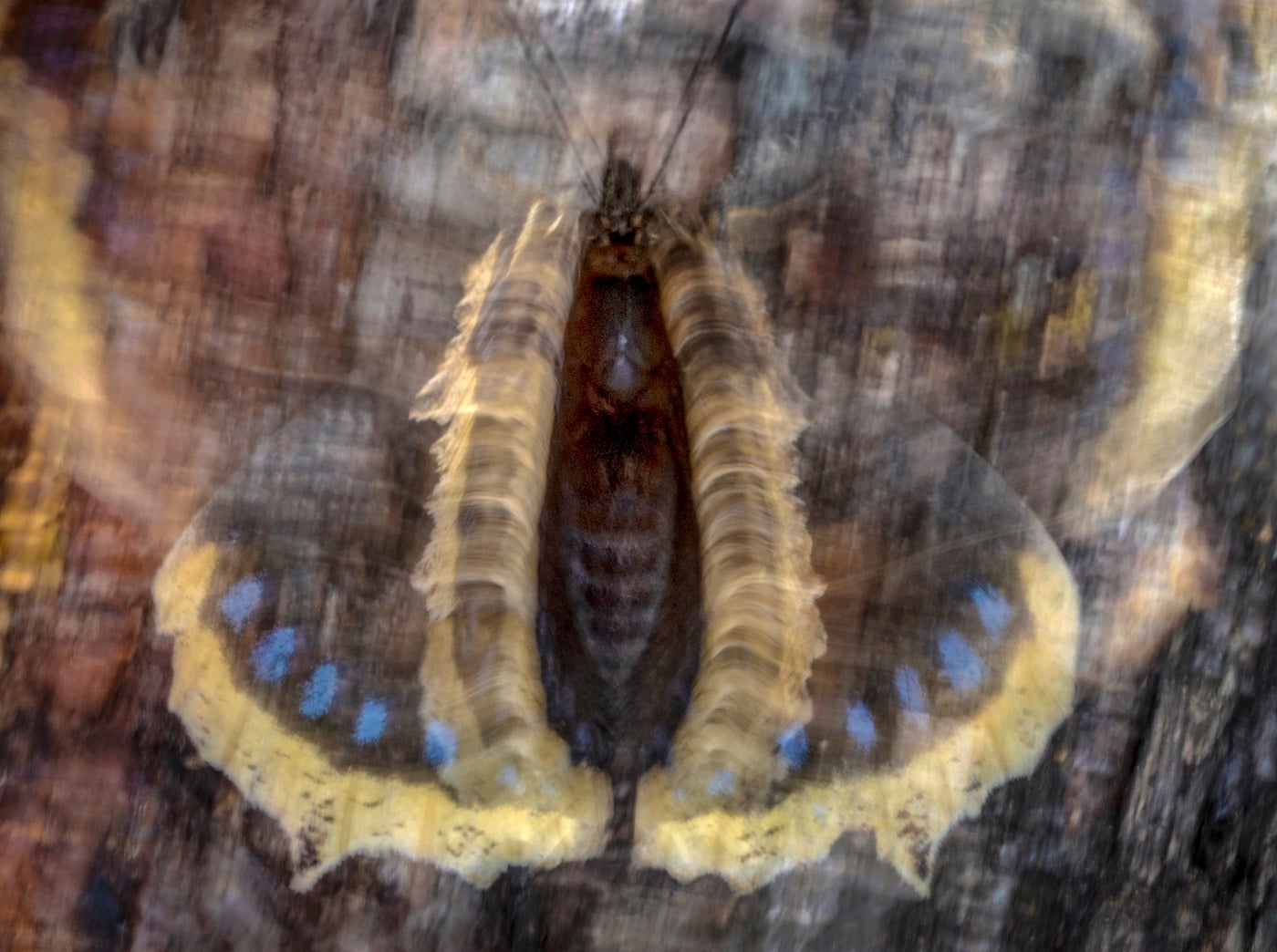 A Camberwell beauty (Nymphalis antiopa) flashes its wings to defend its feeding spot on a birch tree trunk in Follo, Norway.