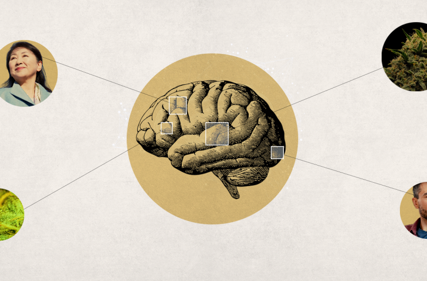  Study Finds Cannabis Usage in Middle Aged and Older Adults Associated With Larger Brain Volume, Better Cognitive Function