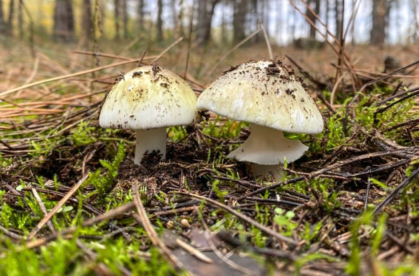  4 people have died from eating death cap mushrooms as they spread in California after rains