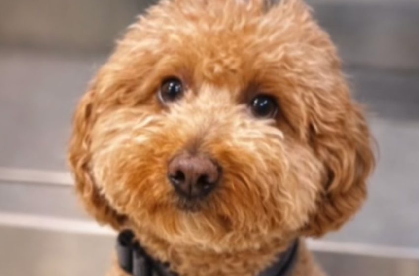  Woman arrested and accused of abandoning puppy at Vegas airport ticket counter