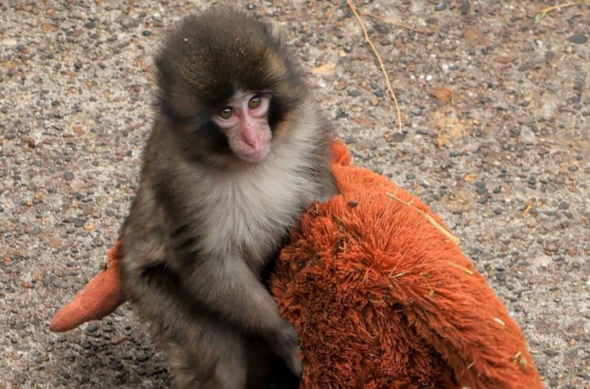  Punch the monkey, initially an outcast, finds some friends (and the internet’s support)
