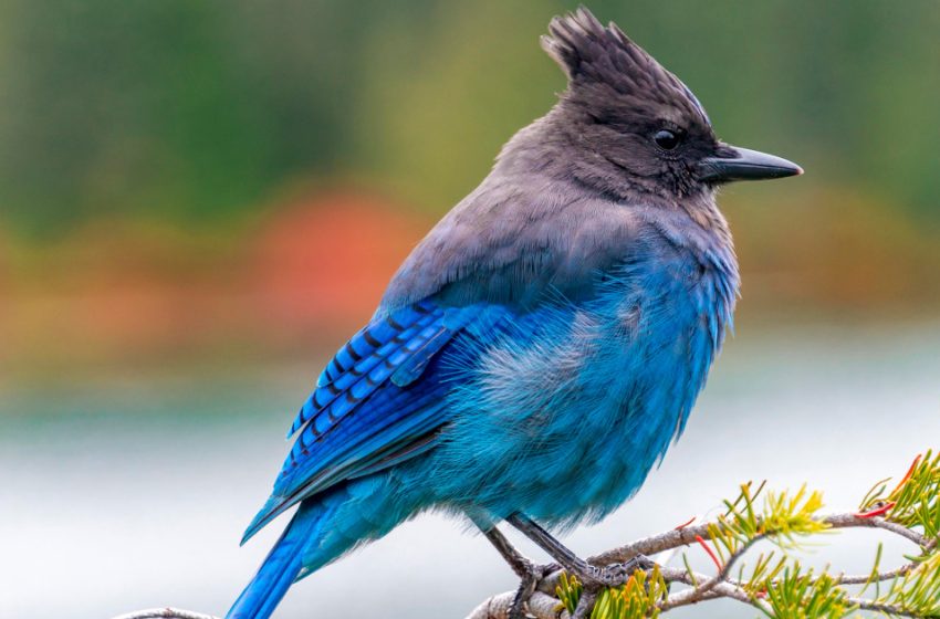  How birding really can change the brain and boost cognition, surprising new study finds