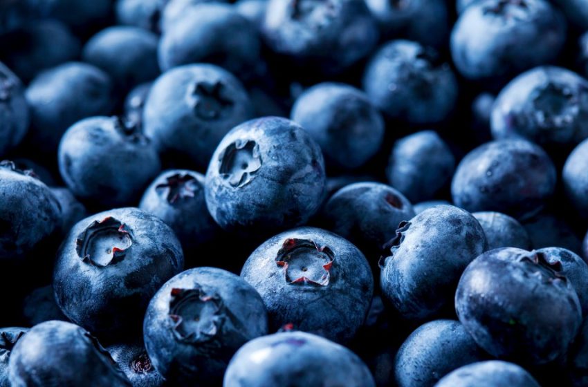  Over 55,000 pounds of blueberries recalled for risk of potentially fatal listeria contamination