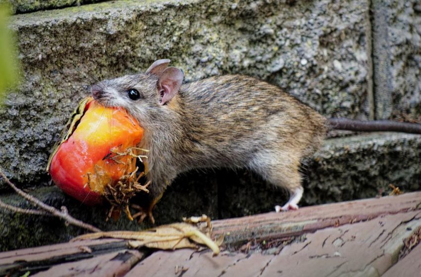  Hate Rats? Whatever You Do, Don’t Move To These 12 Cities