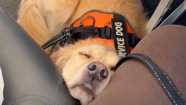  Golden Retriever Can Barely Stay Awake While Flying