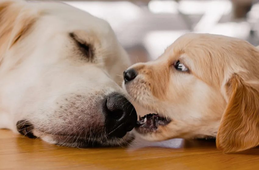  Golden Retriever Puppy Gets a Lesson in ‘Dog Manners’ and Everyone’s Melting