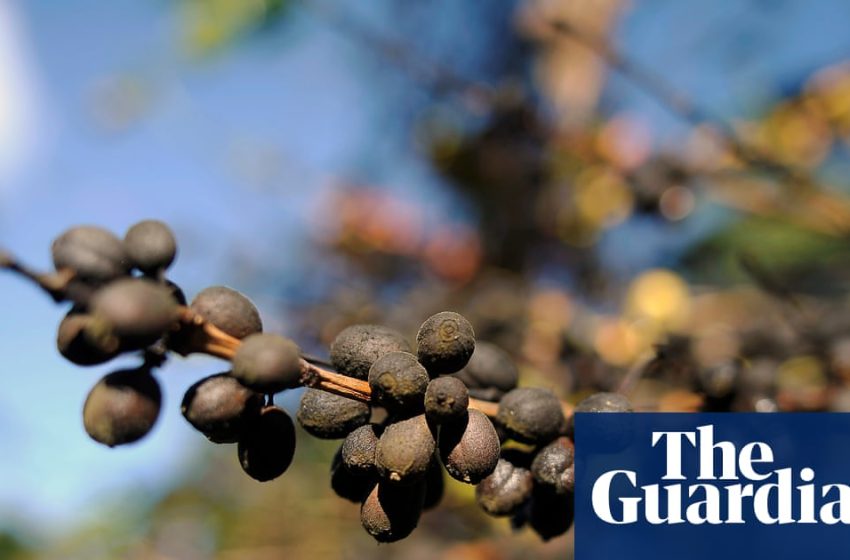  Coffee-growing countries becoming too hot to cultivate beans, analysis finds | Climate crisis