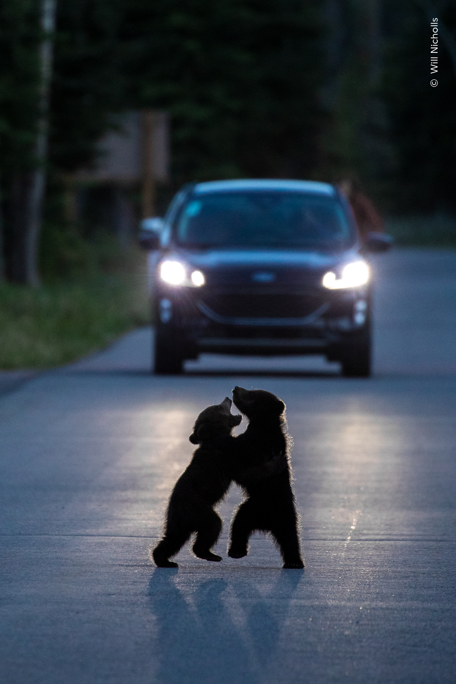 A silhouetted pair of young bear cubs rear up and play-fight in the middle of a road.