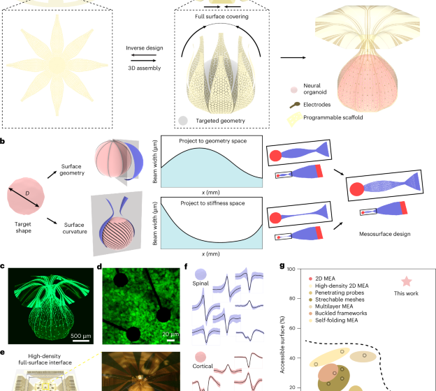  Shape-conformal porous frameworks for full coverage of neural organoids and high-resolution electrophysiology