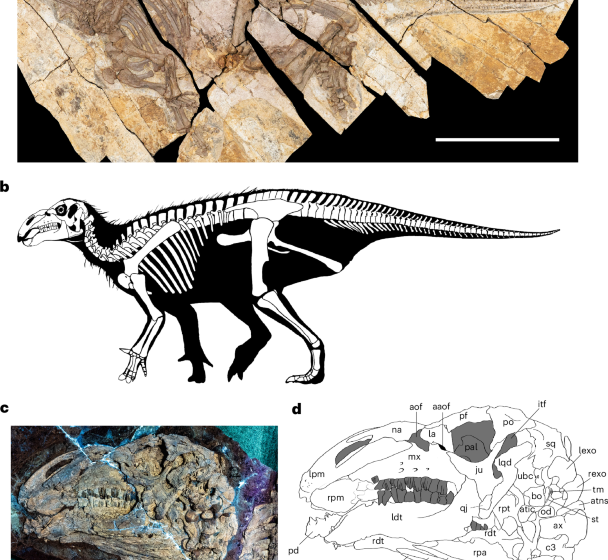  Cellular-level preservation of cutaneous spikes in an Early Cretaceous iguanodontian dinosaur