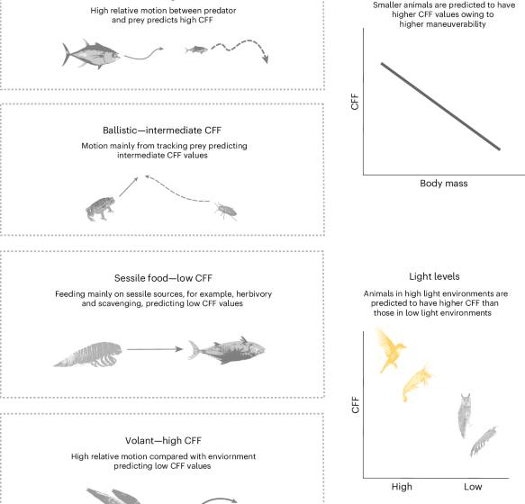  Pace of ecology drives the tempo of visual perception across the animal kingdom