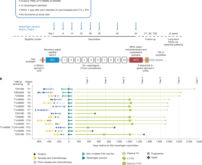  Individualized mRNA vaccines evoke durable T cell immunity in adjuvant TNBC