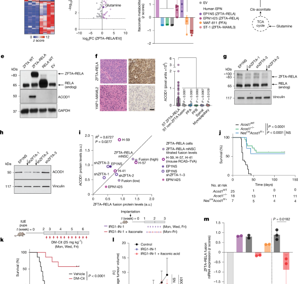  ZFTA–RELA ependymomas make itaconate to epigenetically drive fusion expression