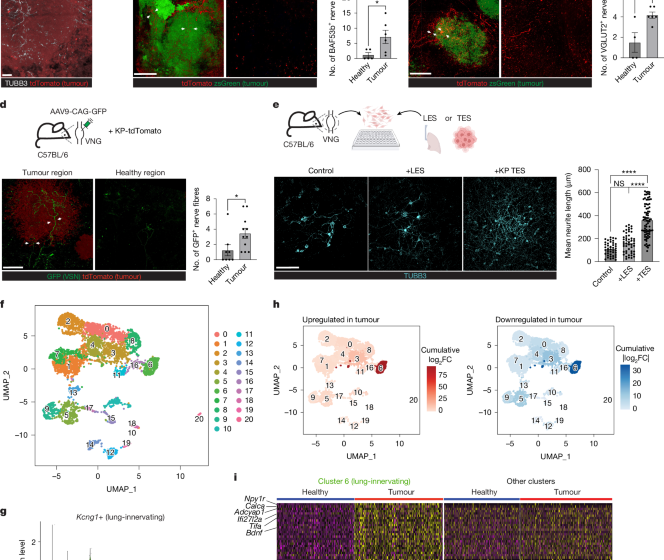  Tumour–brain crosstalk restrains cancer immunity via a sensory–sympathetic axis
