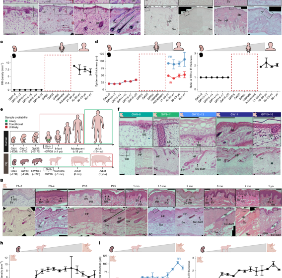  Rete ridges form via evolutionarily distinct mechanisms in mammalian skin