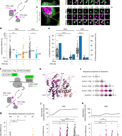  Single-molecule dynamics of the TRiC chaperonin system in vivo