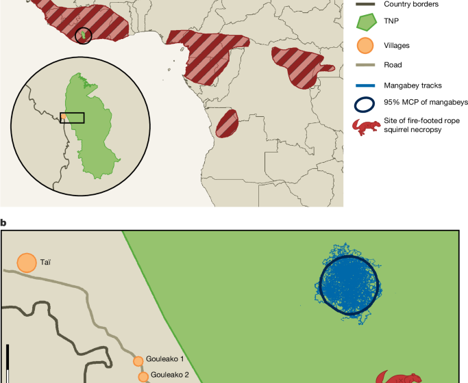  Transmission of MPXV from fire-footed rope squirrels to sooty mangabeys