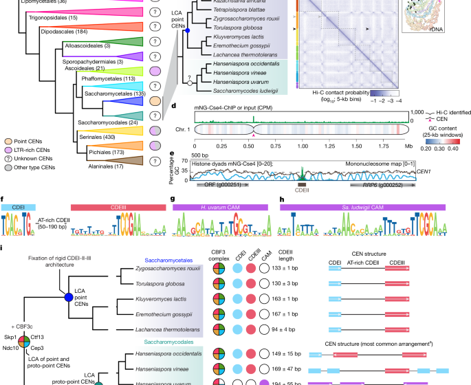  Ancient co-option of LTR retrotransposons as yeast centromeres