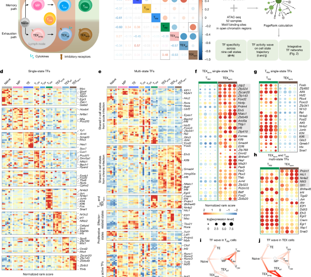  Atlas-guided discovery of transcription factors for T cell programming
