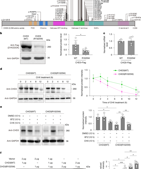  In vivo base editing of Chd3 rescues behavioural abnormalities in mice